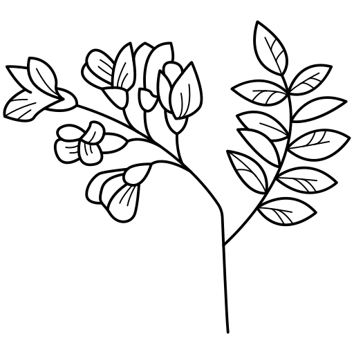 Sömnis växt